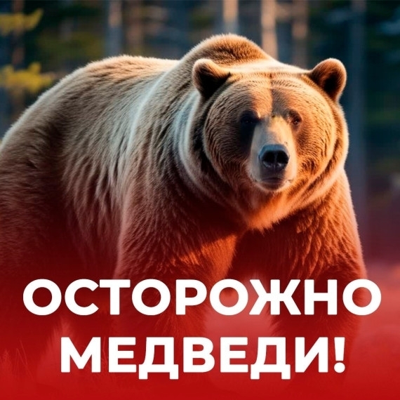 ВЫ ЗАМЕТИЛИ МЕДВЕДЯ. ЗВОНИТЕ 112